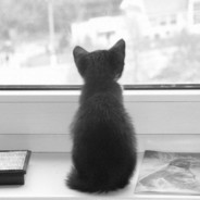 Мартовский КОТ