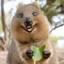 Quokka bien frais chacal