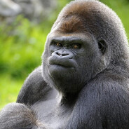 Door - steam id 76561199001894625