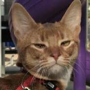 Big Avatar