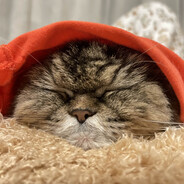 This Is My Cat {丁丁}