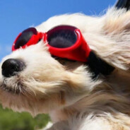 为何只许春风去却不容我再少年