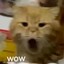 小猫