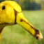 banana duck