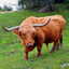 Pass the Ox
