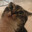 nofoxgiven_98