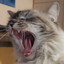 Astazis's avatar