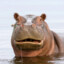 hippo