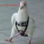 white pigeon