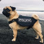 PugPolice