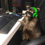 Gamer Racoon1369420