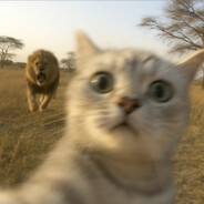 一只吃不饱的猫