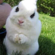 Hare