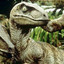 Charlie,o Velociconaptor