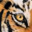 Eye[OfThe]Tiger