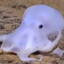 Purpleghostoctopus
