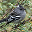 Ash-breasted tit-tyrant