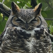 Morkai_Corvus avatar