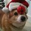 The Christmas Corgi