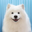 Samoyed🥀🥀🥀