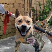 大刀花皮混的犬