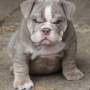 Bulldog