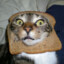 ToastyCat