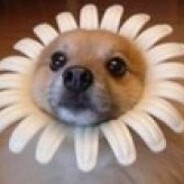 cwadsadasdada DZINOLD PEEK