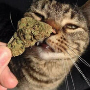 3g of hash skins.army