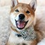 Dogge