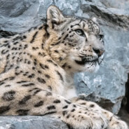 芝士麻麻生的雪豹