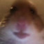 XleXles