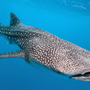 Whale Shark