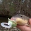 FunnyGuppy