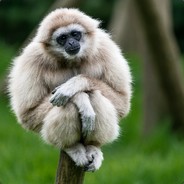 Gibbon