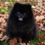 ТЕМНЫЙ ШПИЦ