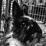 Ginkeltjes - steam id 76561197960280793