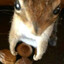 Zquirrel