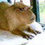 CapybaraSag