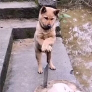 让我看看谁在犯蠢