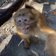 吃饭睡觉打豆豆