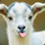 GoatMaster69