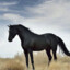 Персидский конь