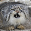 kanpachi_kat