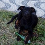 pedrohenriquesilveira301