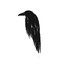 Ｃｒｏｗ