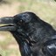 Crow Peo