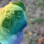 RGBPug