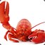 KrasnyLobster