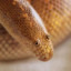 ♡ ✧ arabian sand boa ✧ ♡